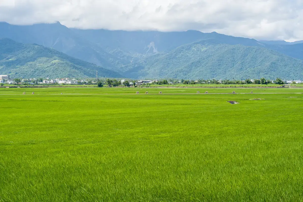 金黃稻田與遠山（示意圖）