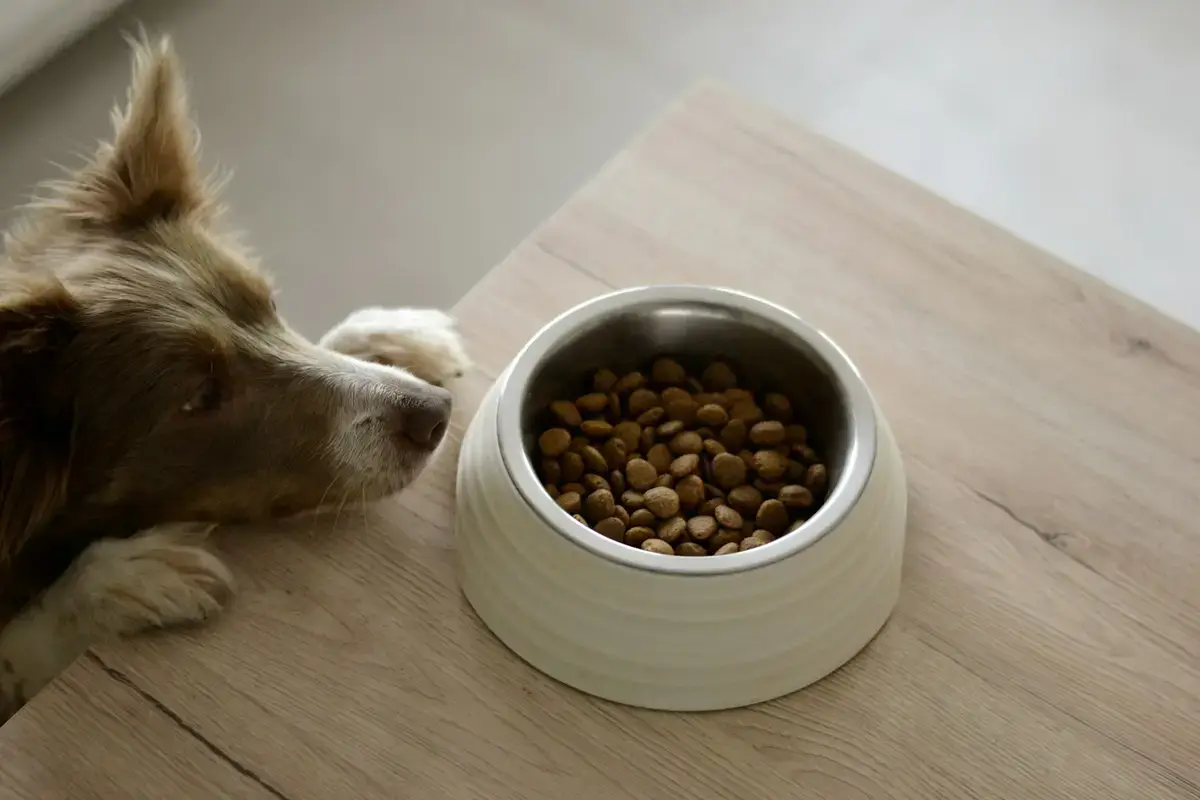 飼主在家觀察狗狗靠近飼料碗，旁邊有記錄食慾的紙筆（示意圖）