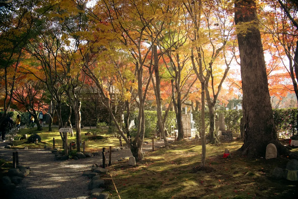 日本寺院步道旁的紅色楓葉與秋季景色（示意圖）