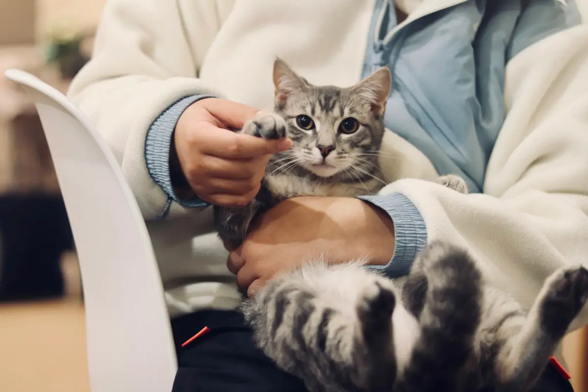飼主在安靜安全的房間觀察剛到家的小貓，旁邊放著外出籠與健康紀錄