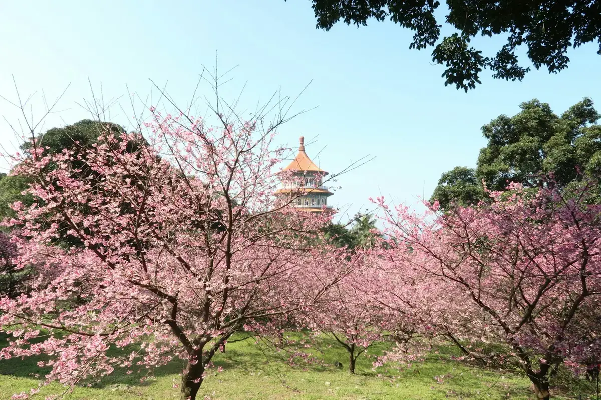梅嶺山區梅花與步道的旅遊示意圖