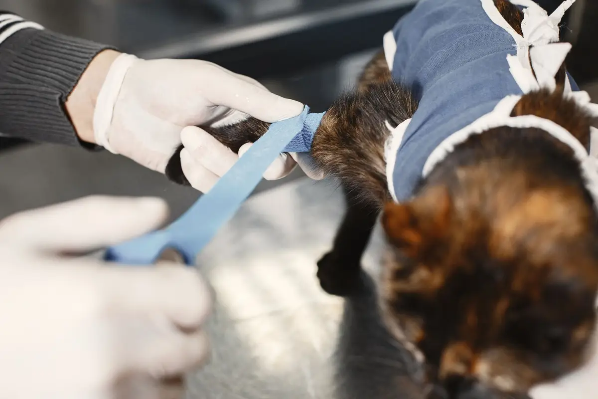 飼主在動物醫院與獸醫師確認犬貓驅蟲與心絲蟲預防紀錄