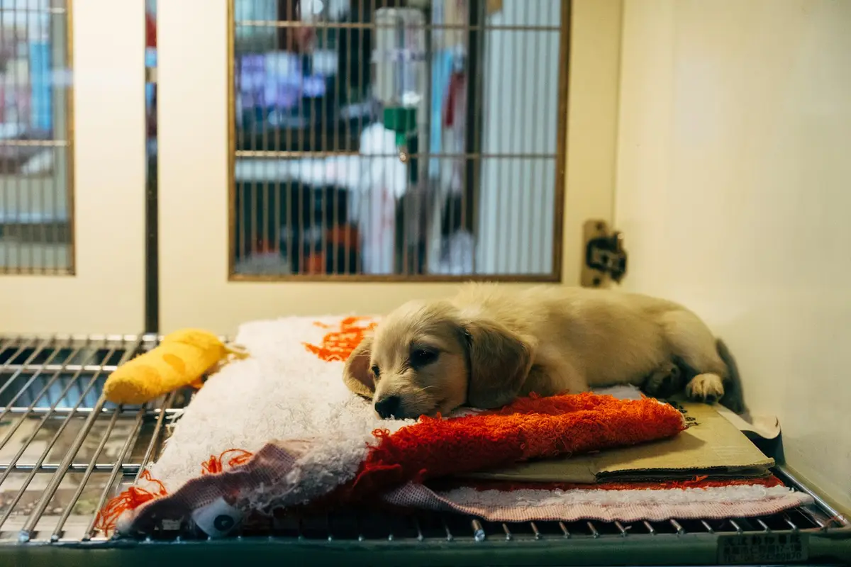 動物收容所內的犬貓，示意動物認養與收容照護資訊
