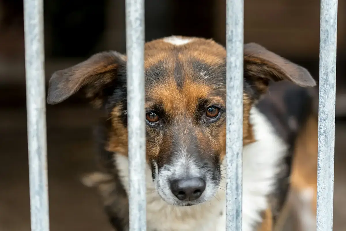 收容所內犬隻的寵物照護示意照片