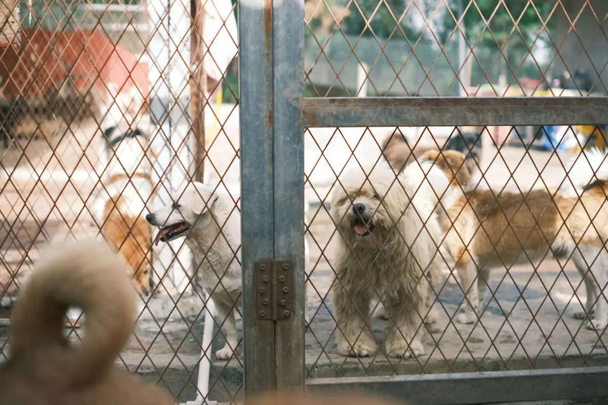 公立動物收容所犬舍內的狗，呈現查詢收容所與認養資訊的情境