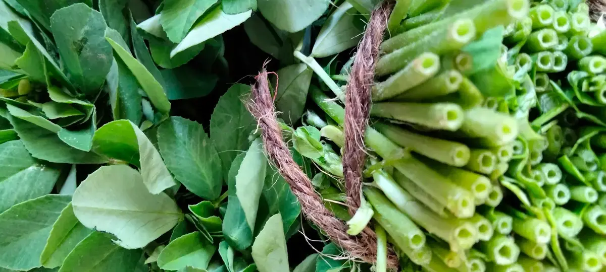 細長綠色葉片與切段莖部並列的蔬菜近照（示意圖）