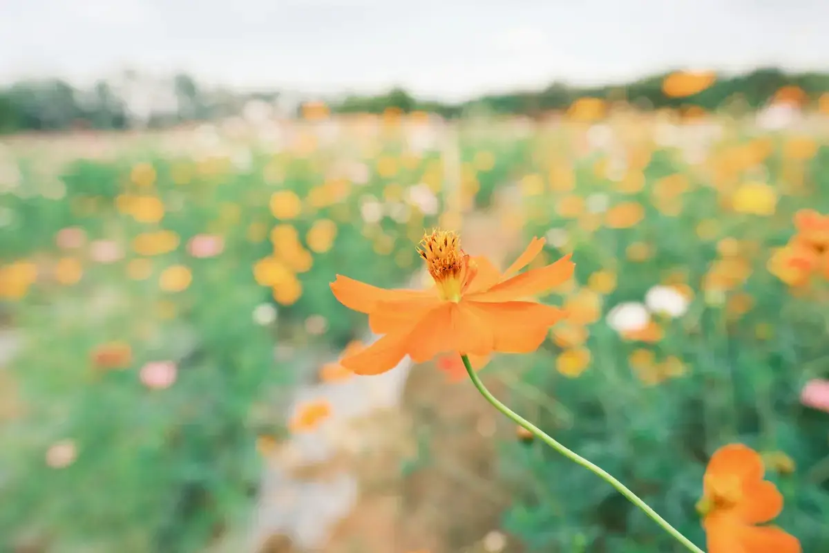 農田裡的波斯菊花海