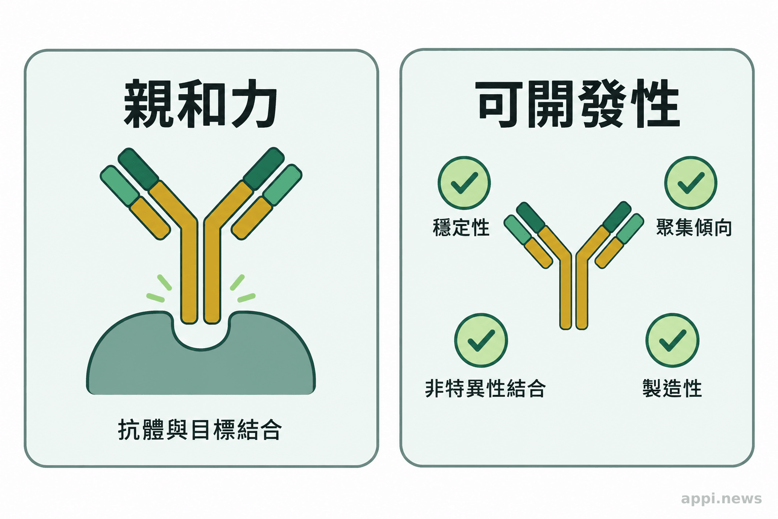 圖中以兩個並列區塊呈現抗體與目標結合,以及穩定性、聚集、非特異性結合和製造性檢查。