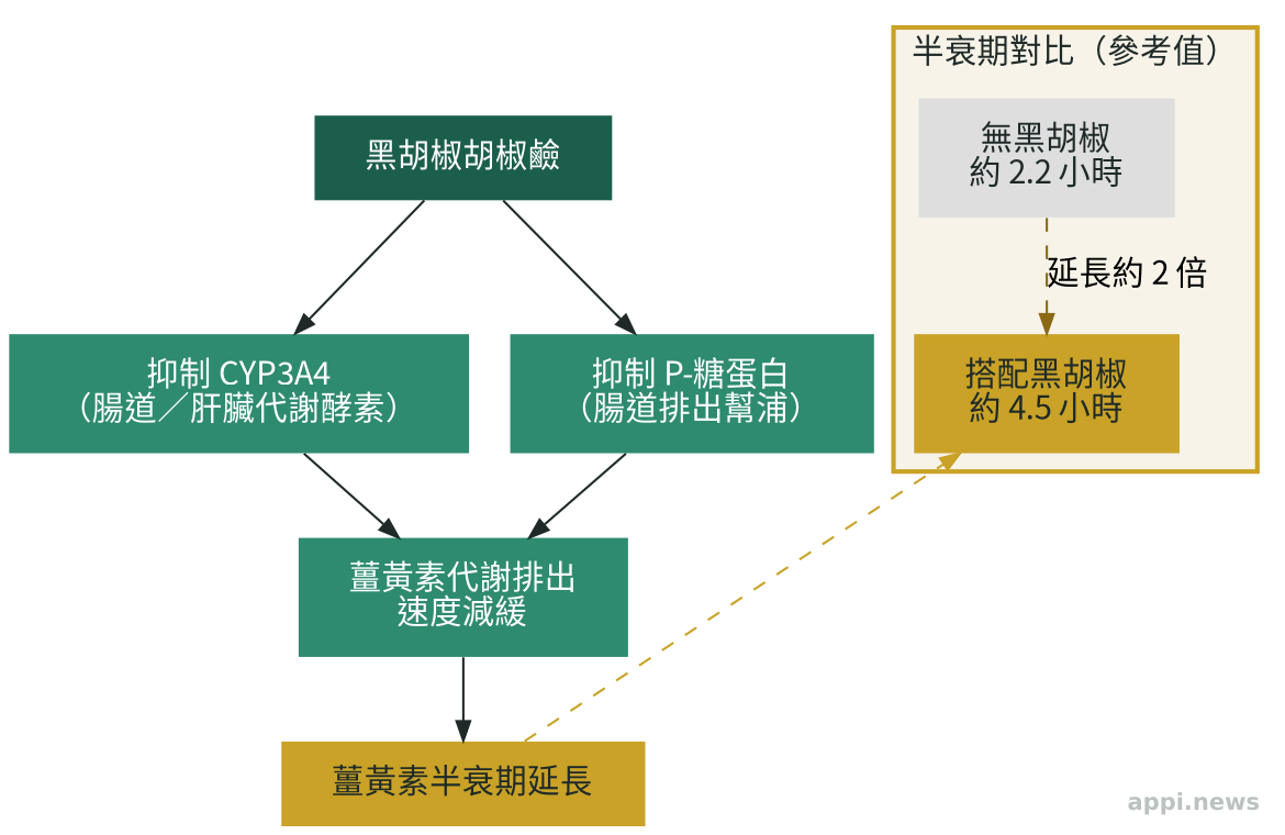 胡椒鹼抑制 CYP3A4 和 P-糖蛋白的作用示意圖，以及薑黃素半衰期對比：無黑胡椒 2.2 小時、搭配黑胡椒 4.5 小時