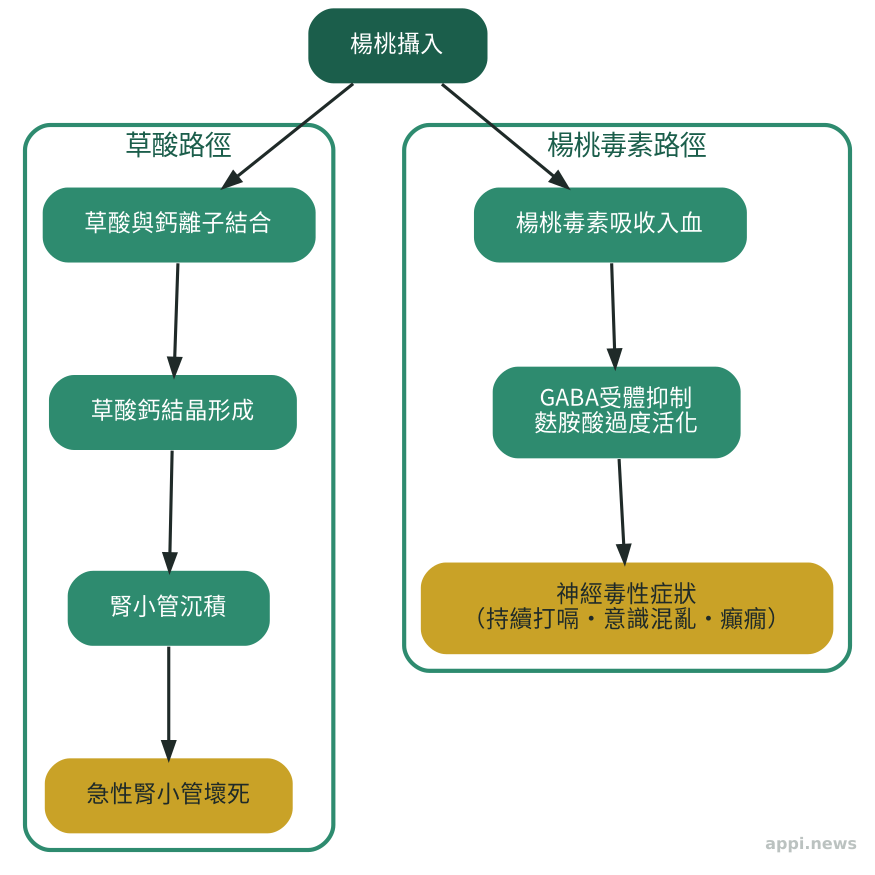 楊桃兩種毒性機制：草酸路徑（草酸鈣沉積致腎小管壞死）與楊桃毒素路徑（神經毒性機制）