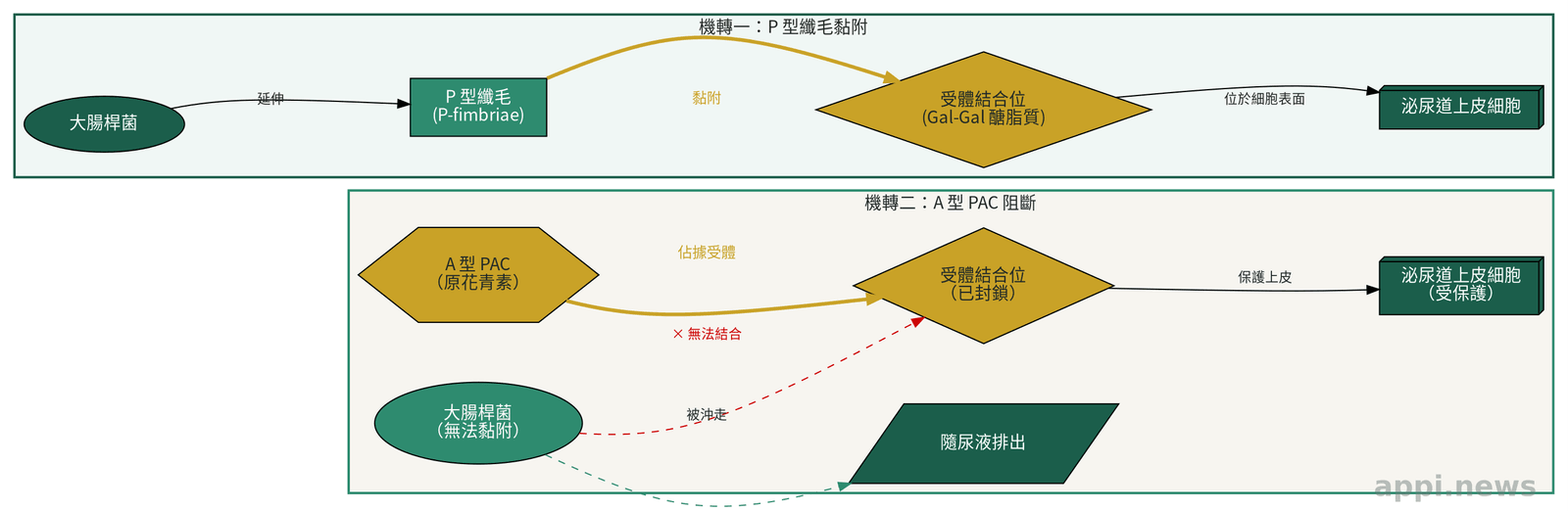 大腸桿菌 P 型纖毛黏附泌尿道上皮的機轉,以及 A 型 PAC 阻斷黏附的示意圖