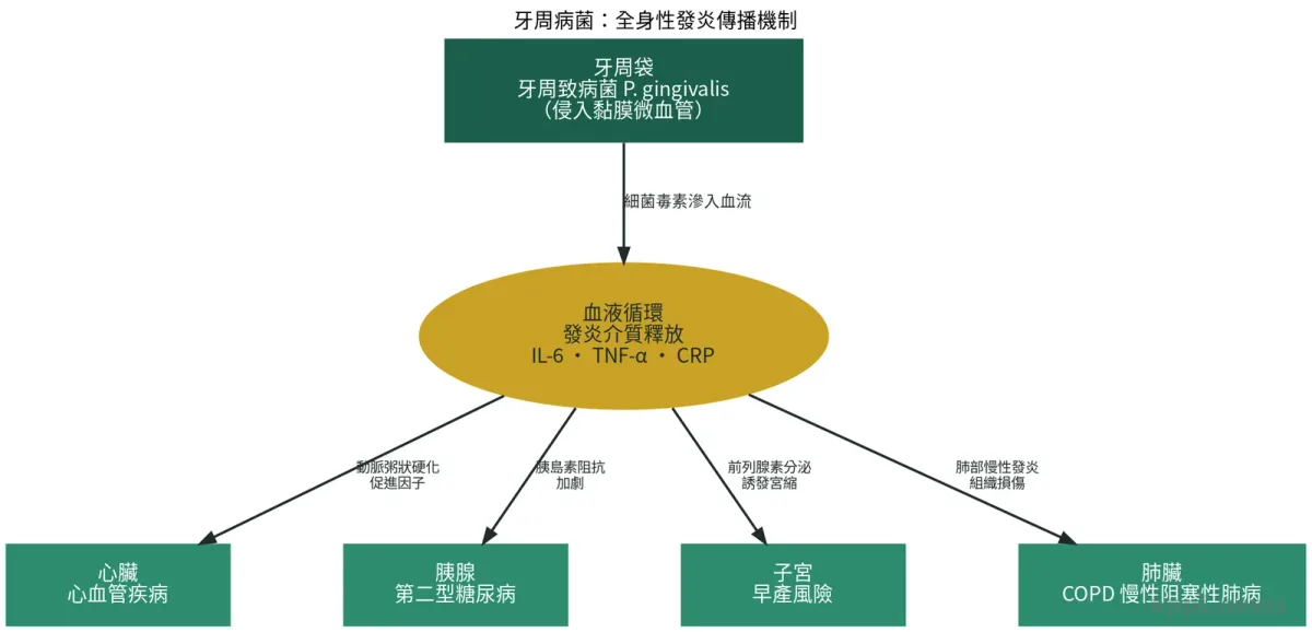 牙科醫師為患者進行口腔檢查，評估牙齦健康狀況