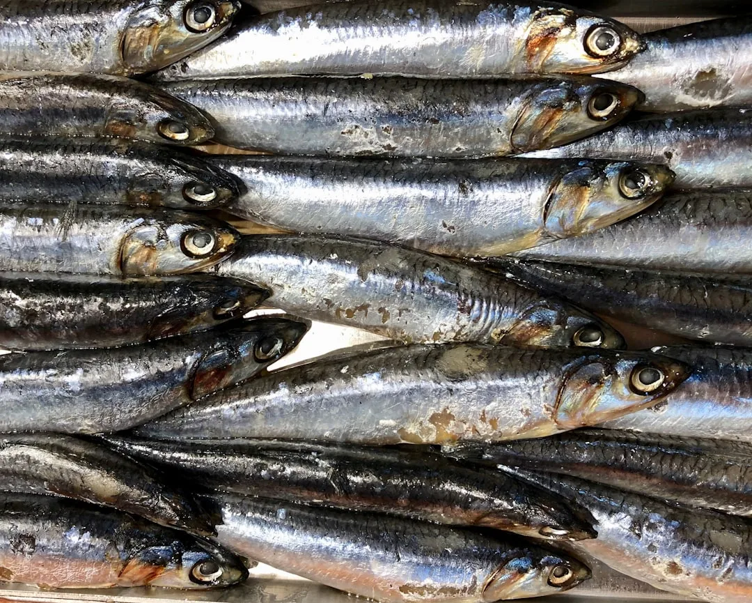 俯視特寫多條銀白色沙丁魚並排堆疊,魚身閃亮鱗片清晰,置於淺色平面