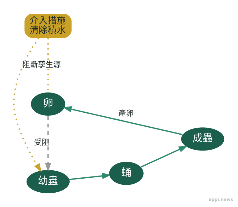 病媒蚊生活史示意圖,標示卵、幼蟲、蛹、成蟲四階段與清除積水的介入點
