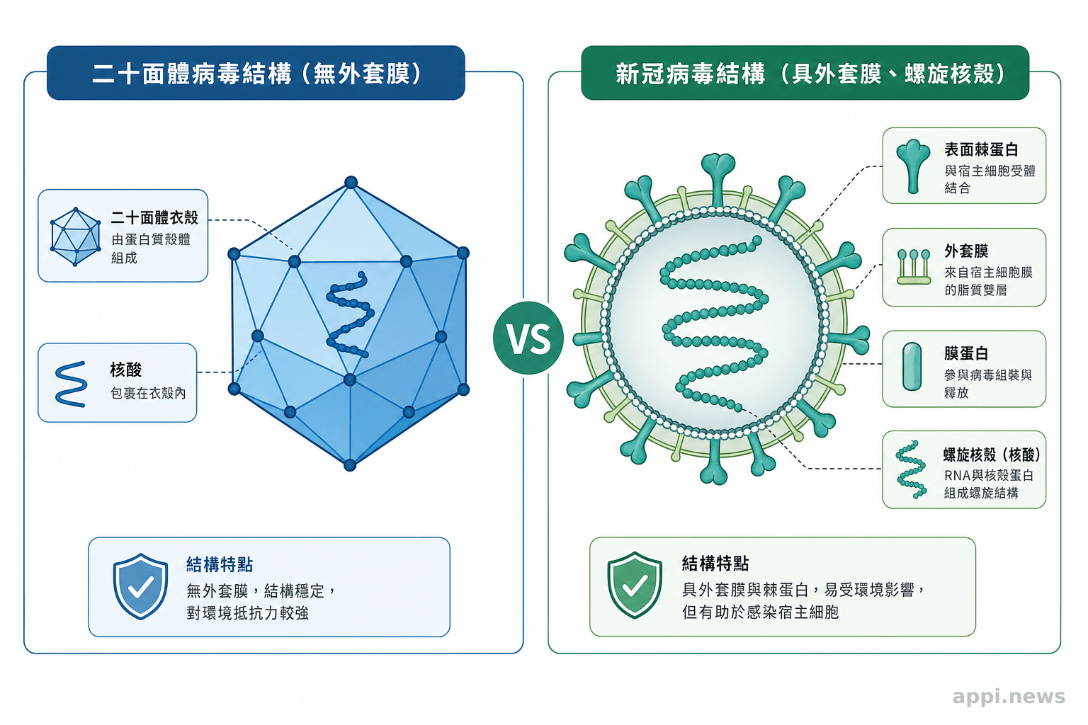 示意圖:二十面體病毒結構與新冠病毒(具外套膜、螺旋核殼)結構的差異對比