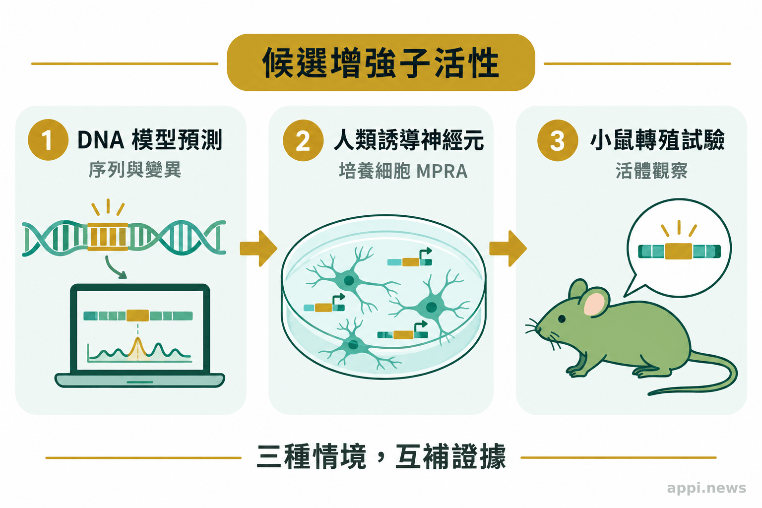流程圖以箭頭連接 DNA 模型預測、培養神經細胞中的 MPRA 與小鼠轉殖試驗,並區分三種研究情境。