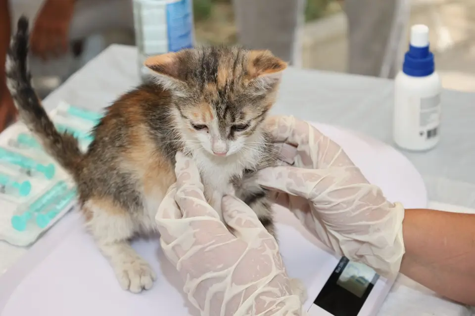 貓咪反覆進入貓砂盆卻沒有尿液,飼主拿著外出籠準備送往動物醫院