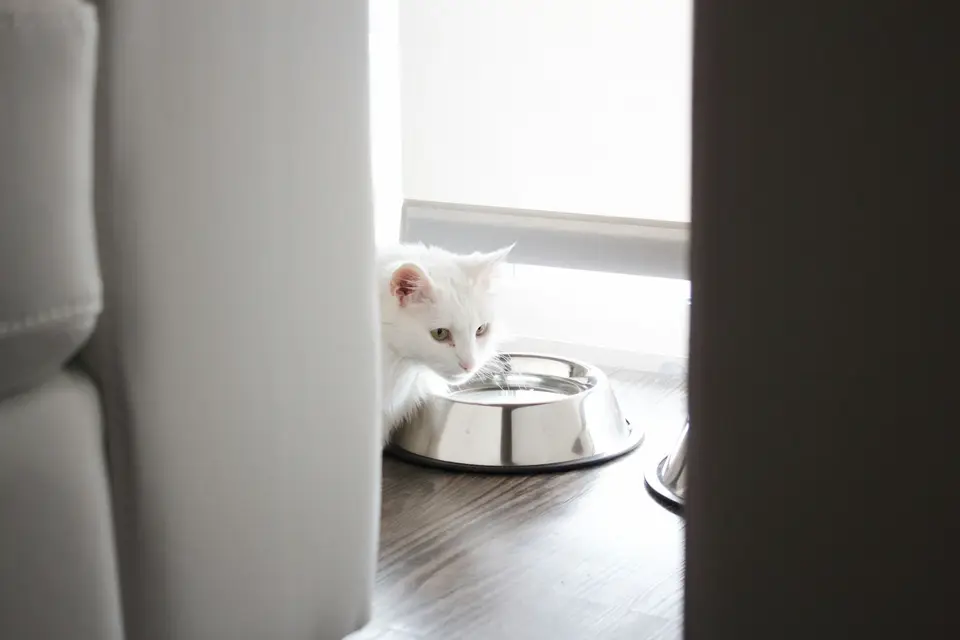 乾淨水碗、濕食與飼主的飲水記錄放在安靜角落,貓咪可自由接近(示意圖)