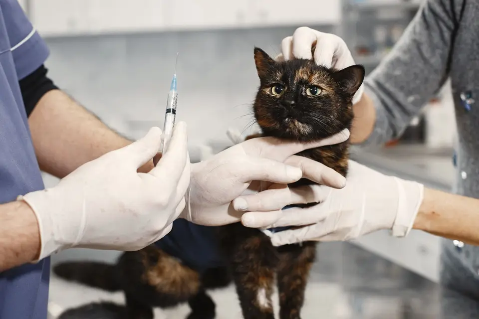 飼主查看貓咪的食碗、精神與牙齦顏色,準備聯絡動物醫院(示意圖)