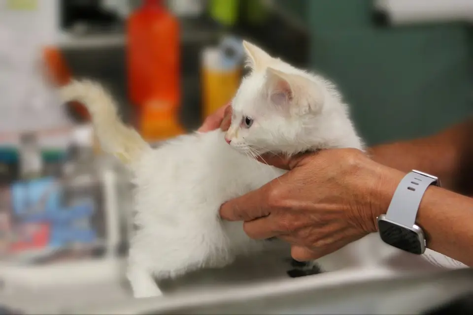 公貓反覆進入貓砂盆卻沒有尿液,飼主準備送往動物醫院