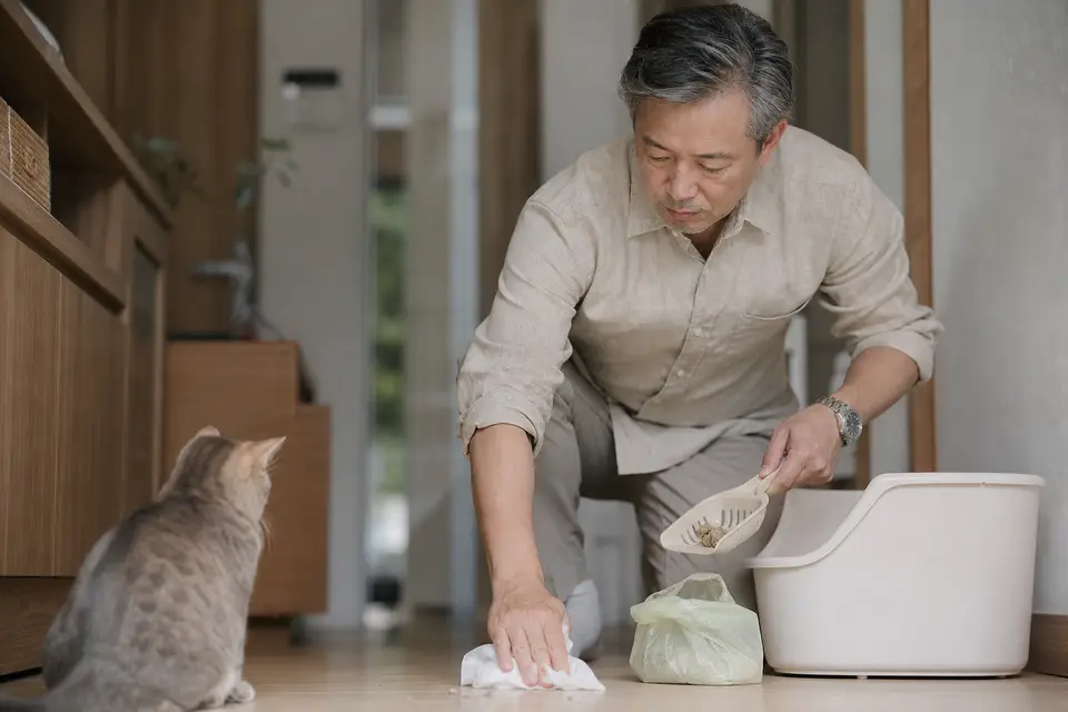 飼主沒有責罵貓咪,而是安靜清理排泄地點並整理貓砂盆