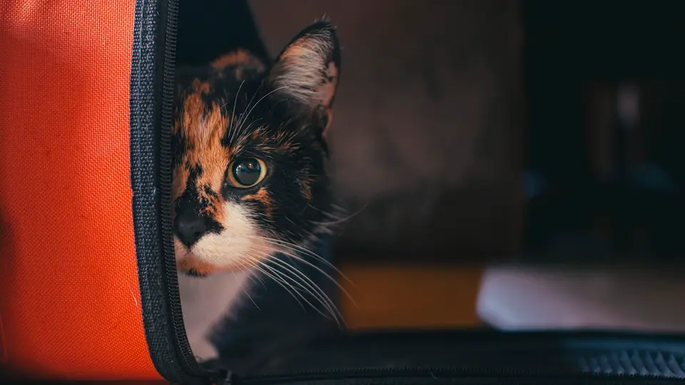 飼主把公貓放入外出籠,旁邊備妥排尿時間記錄與就醫資料(示意圖)