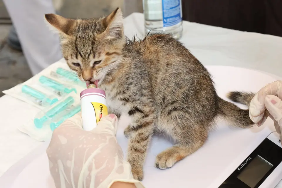 飼主把人用藥與不適合貓咪的物品收起，避免以居家偏方延誤送醫（示意圖）