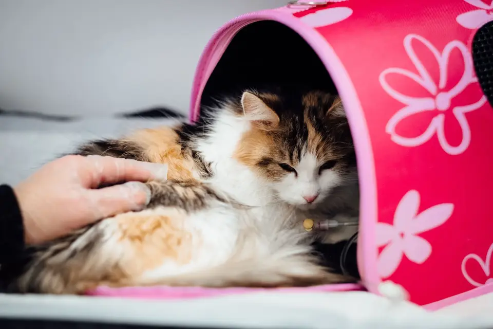 飼主在出發前確認外出籠、手機與就醫資料,準備立即送公貓到動物醫院(示意圖)