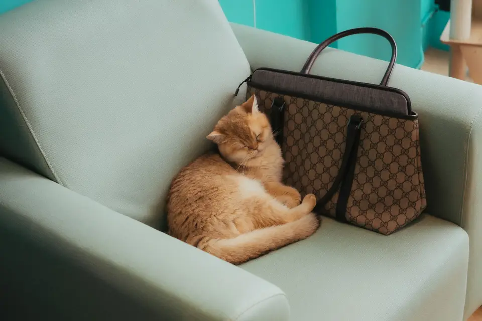 飼主閱讀貓咪嘔吐衛教資料並準備向獸醫師求助(示意圖)