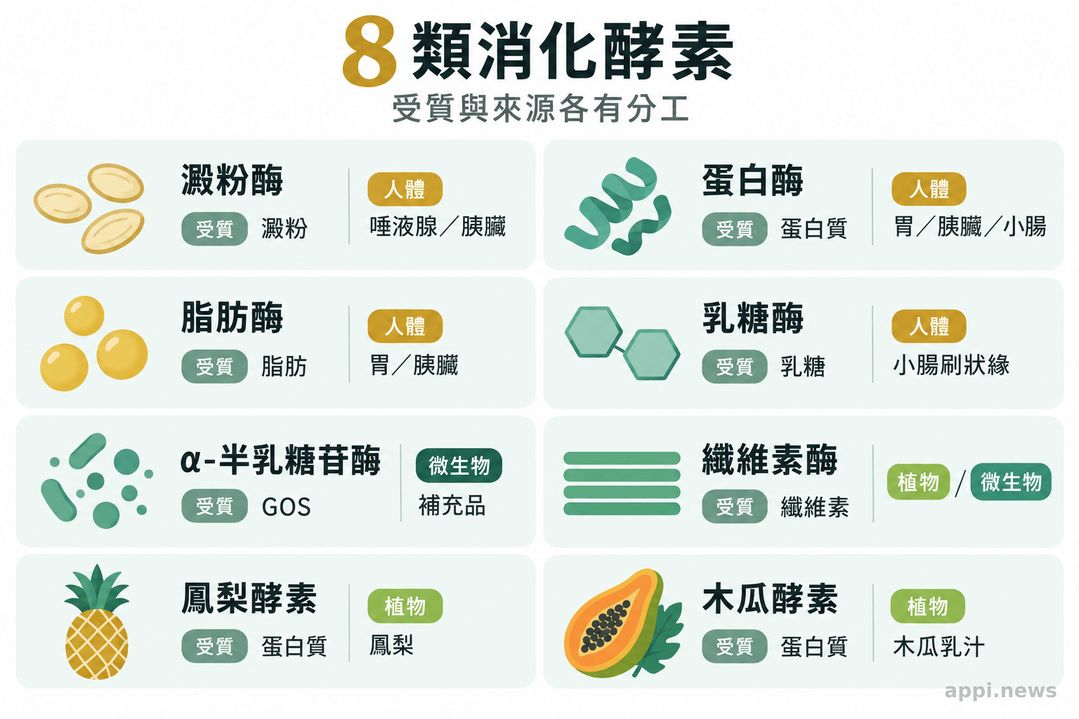 八類消化酵素分別對應澱粉、蛋白質、脂肪、乳糖、GOS 或纖維素，並標示人體、植物或微生物來源。