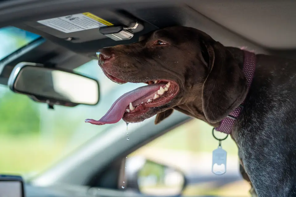 狗狗出現呼吸異常時,飼主準備冷氣車輛並聯絡動物醫院急診(示意圖)