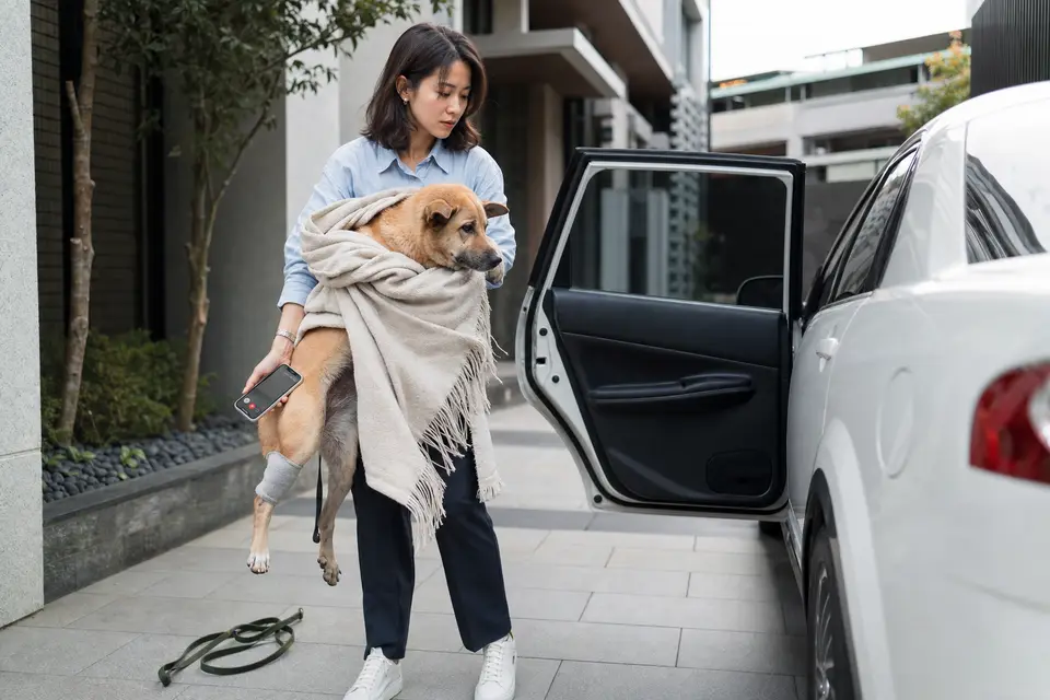 飼主用毛毯輕托無法自行行走的狗狗準備上車,旁邊有牽繩與動物醫院電話