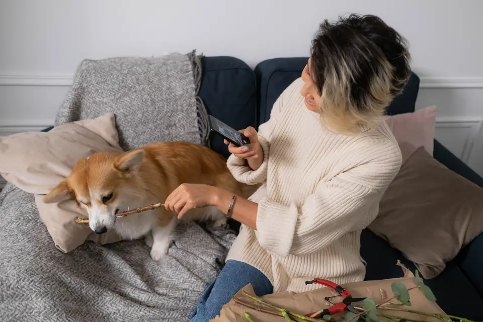 飼主透過手機觀察獨處中的狗狗,若出現受傷或呼吸異常應聯絡動物醫院急診(示意圖)
