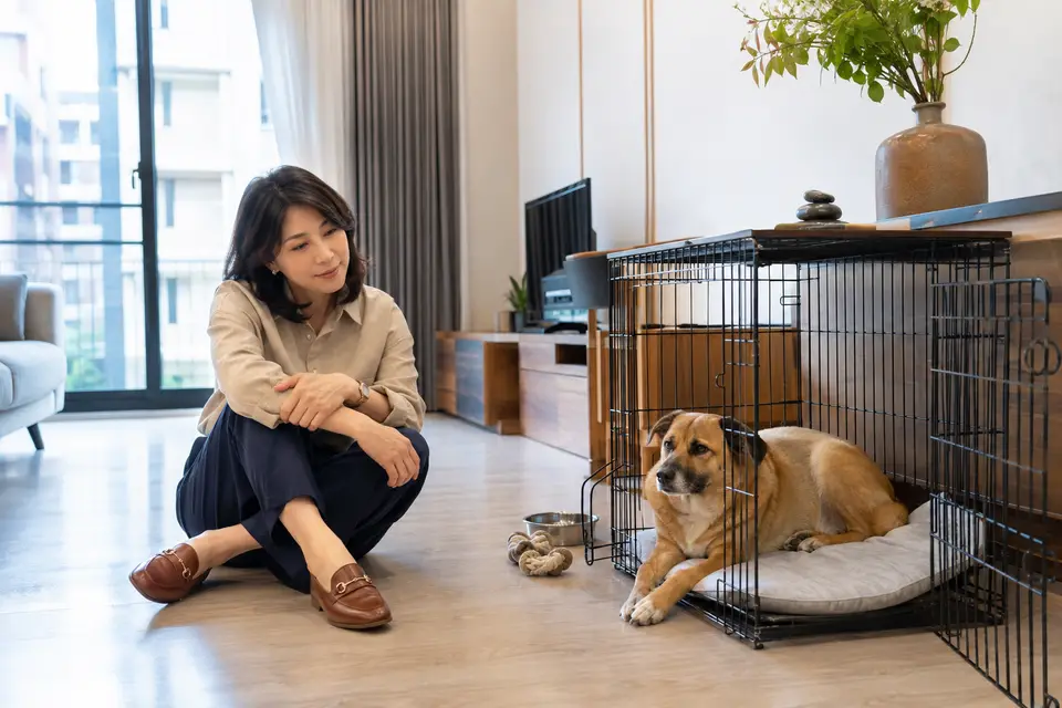 飼主把籠門保持開放並避免責罵,讓狗狗在安全空間中放鬆(示意圖)