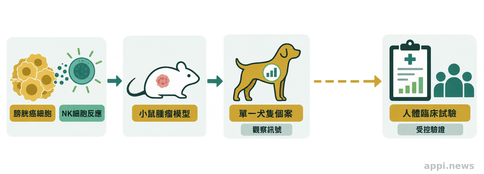 圖示以箭頭連接膀胱癌細胞、小鼠腫瘤模型與單一犬隻個案，最後以虛線隔開人體臨床試驗。