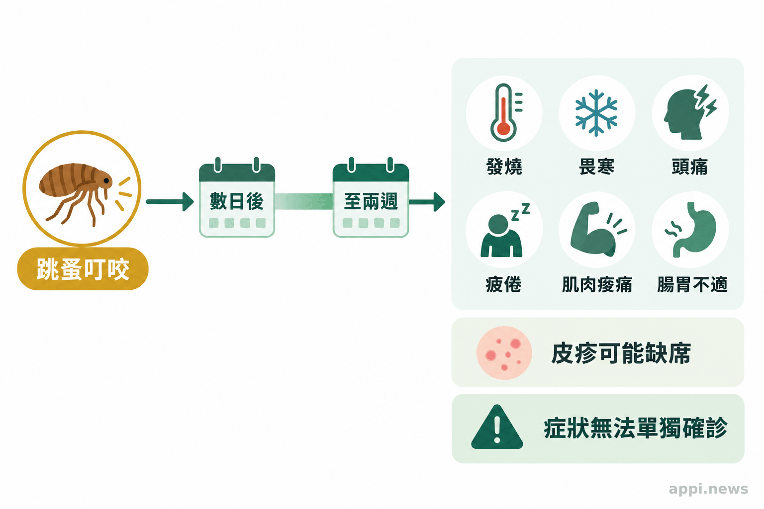 跳蚤暴露後的時間軸旁列出可能出現的發燒、畏寒、頭痛、疲倦、肌肉痠痛與腸胃不適，皮疹標示為可能缺席