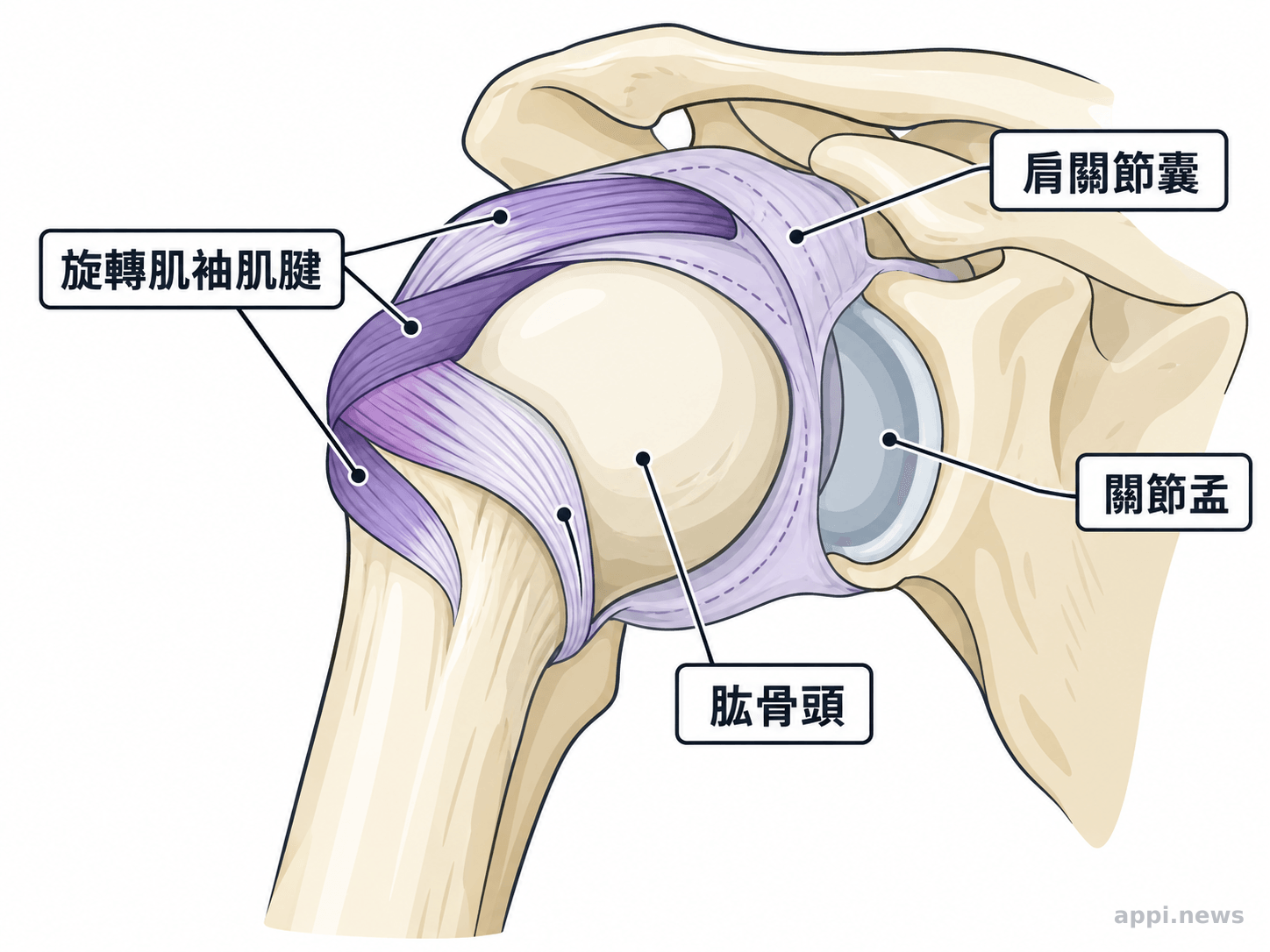 肩關節囊與旋轉肌袖肌腱位置示意圖