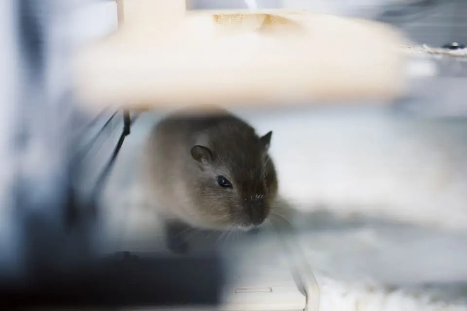 飼主在倉鼠籠旁拿手機聯絡動物醫院，準備外出籠送醫