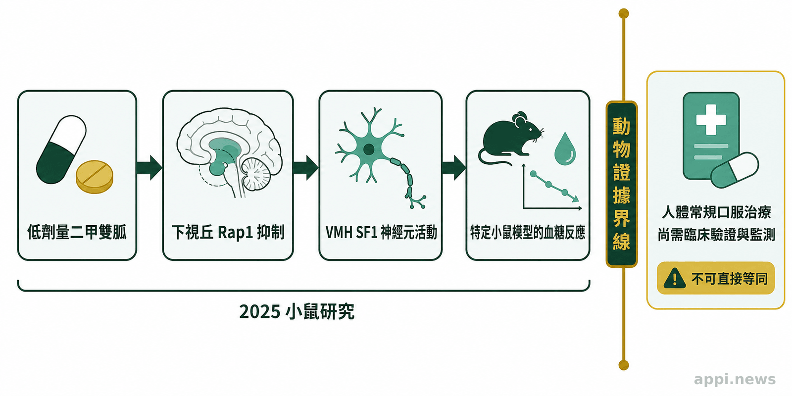 流程圖呈現小鼠研究中二甲雙胍、下視丘Rap1、VMH SF1神經元與血糖反應的方向性關聯，並標示動物證據與人體應用的界線