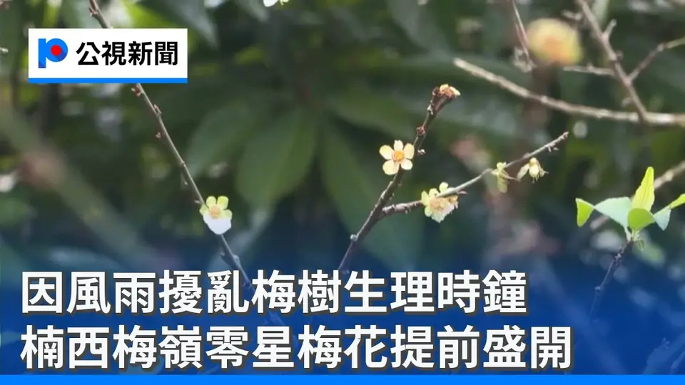 （2026-10-04）因風雨擾亂梅樹生理時鐘 楠西梅嶺零星梅花提前盛開｜20261004 公視午間新聞