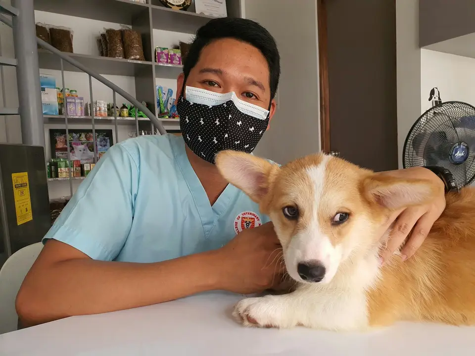 獸醫師與幼犬在診間進行健康檢查，呈現回診與預防照護情境