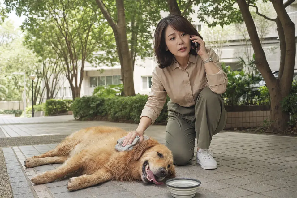 狗狗在陰涼處喘氣,飼主一手拿手機聯絡動物醫院,呈現中暑警訊需要急診處理