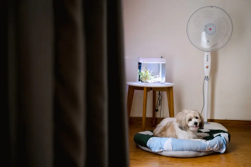 飼主在通風處用涼水濕潤狗狗身體,旁邊開著風扇,示意送醫前的降溫步驟