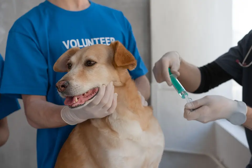 飼主帶著降溫後的寵物準備前往動物醫院,手機顯示已聯絡急診,呈現中暑處理的最後一步