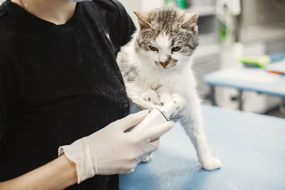 完成寵物登記與定期健康檢查,是飼主照顧毛孩的重要責任(示意圖) 獸醫拿著聽診器為貓咪進行身體檢查,貓咪坐在診療台上。