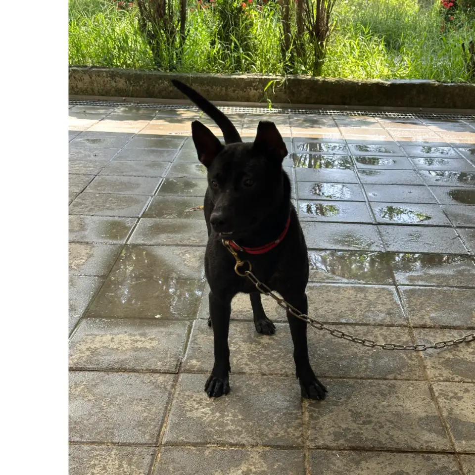 小白,混種犬,嘉義縣鹿草鄉遺失