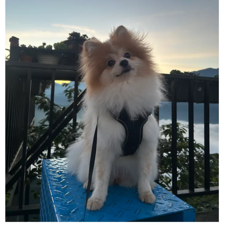 Migi,博美犬,高雄市大寮區遺失