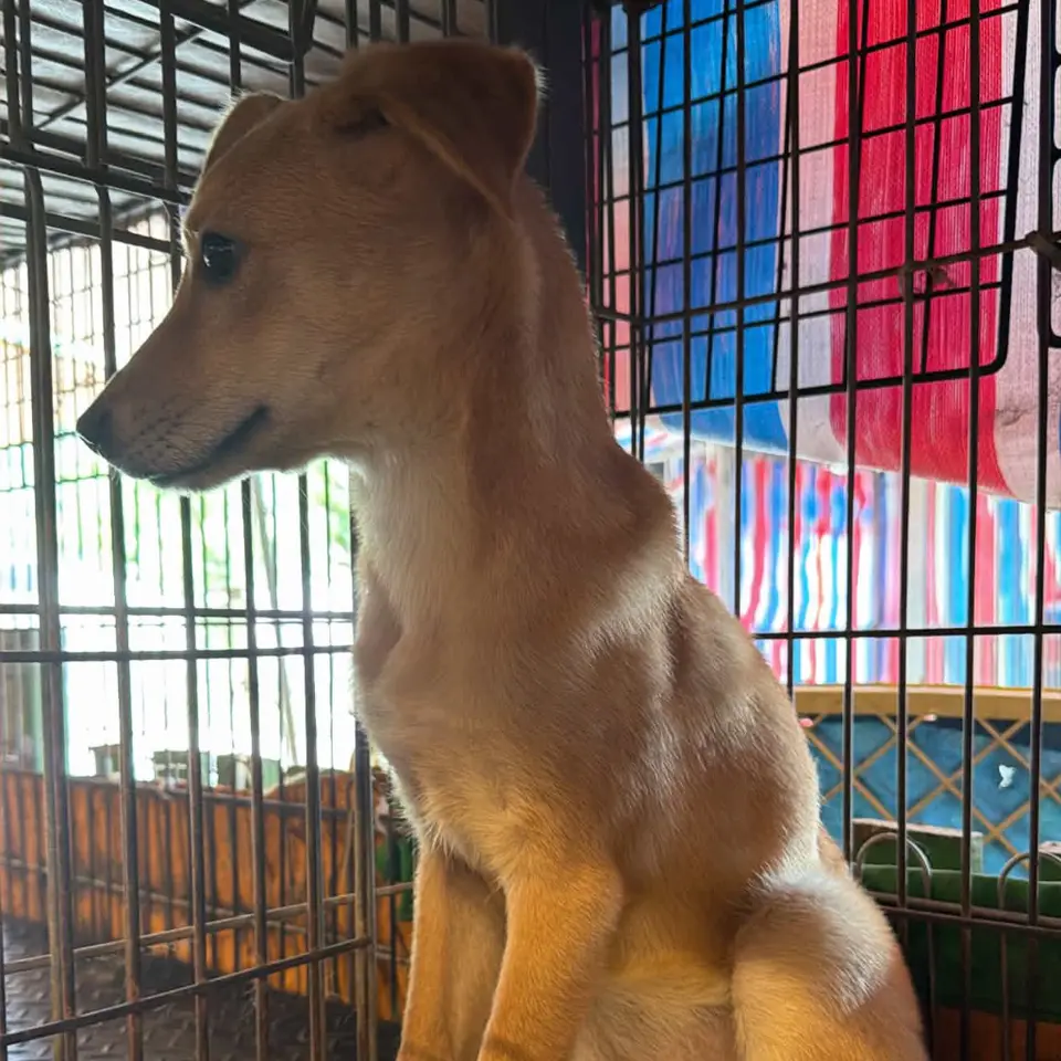 班比，混種犬，苗栗縣苑裡鎮遺失