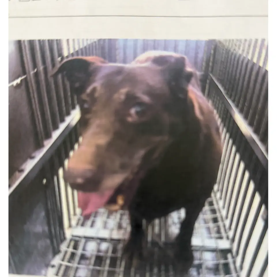 狗,混種犬,桃園市新屋區遺失