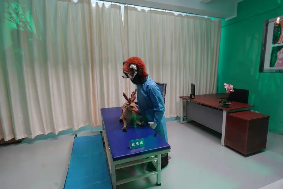 寵物健康檢查與防疫服務示意圖 獸醫在診間為寵物進行健康檢查,示意動物防疫與照護